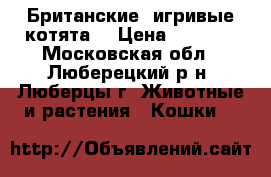 Британские  игривые котята. › Цена ­ 4 000 - Московская обл., Люберецкий р-н, Люберцы г. Животные и растения » Кошки   